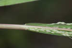 Fall panicgrass